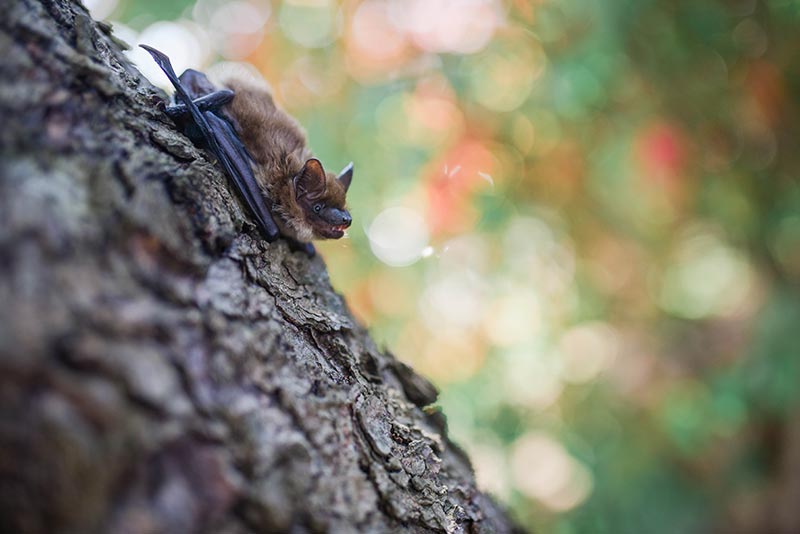 Chauve-souris sur un arbre
