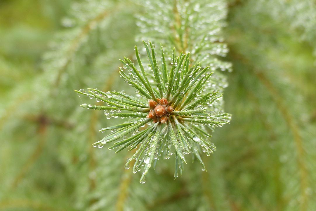 branche de pin sous la pluie avec des gouttes d'eau