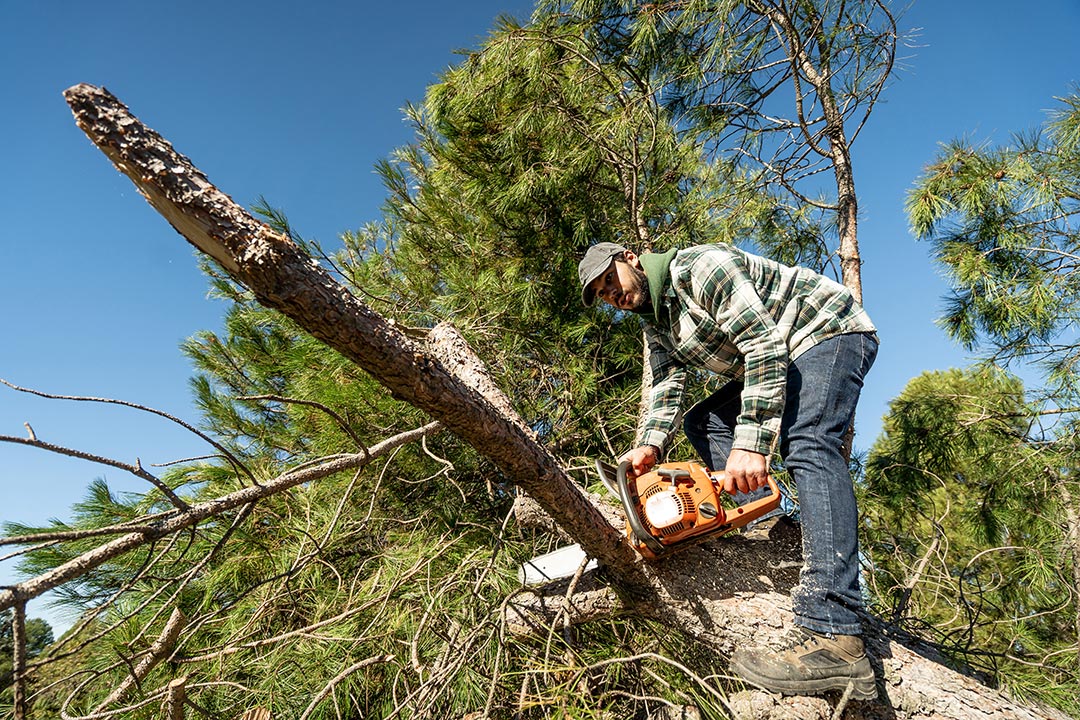Couper un arbre infesté par des chenilles processionnaires du pin