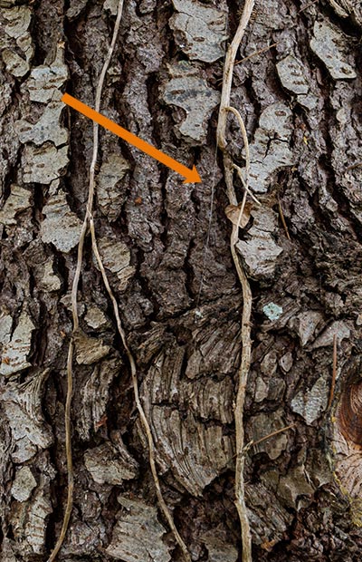 fil de soie sur le tronc d'un pin