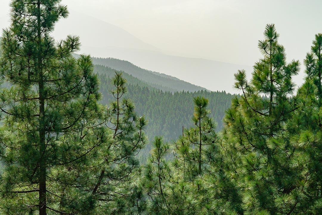 forêt de pins en montagne